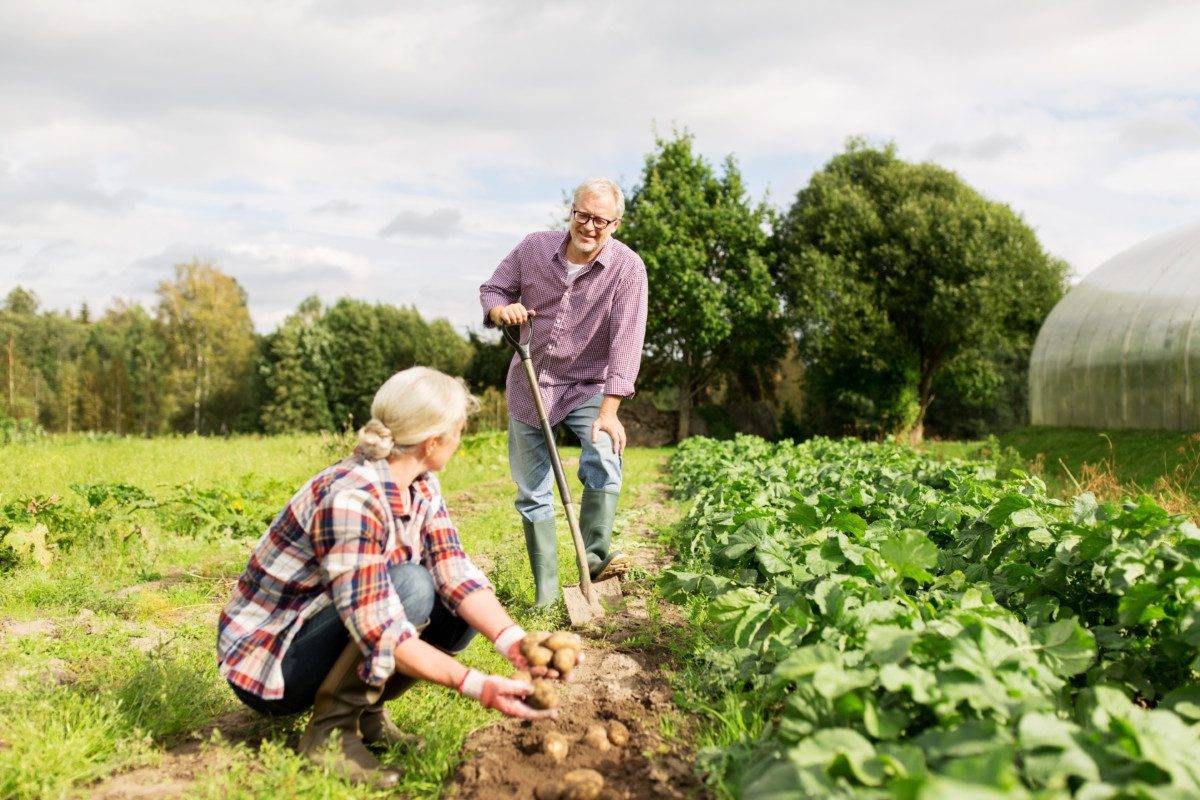 senior couple planting potatoes at garden or farm